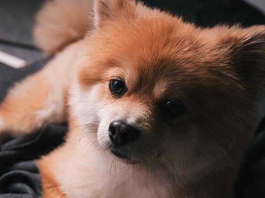 宠物摄影 | 年糕