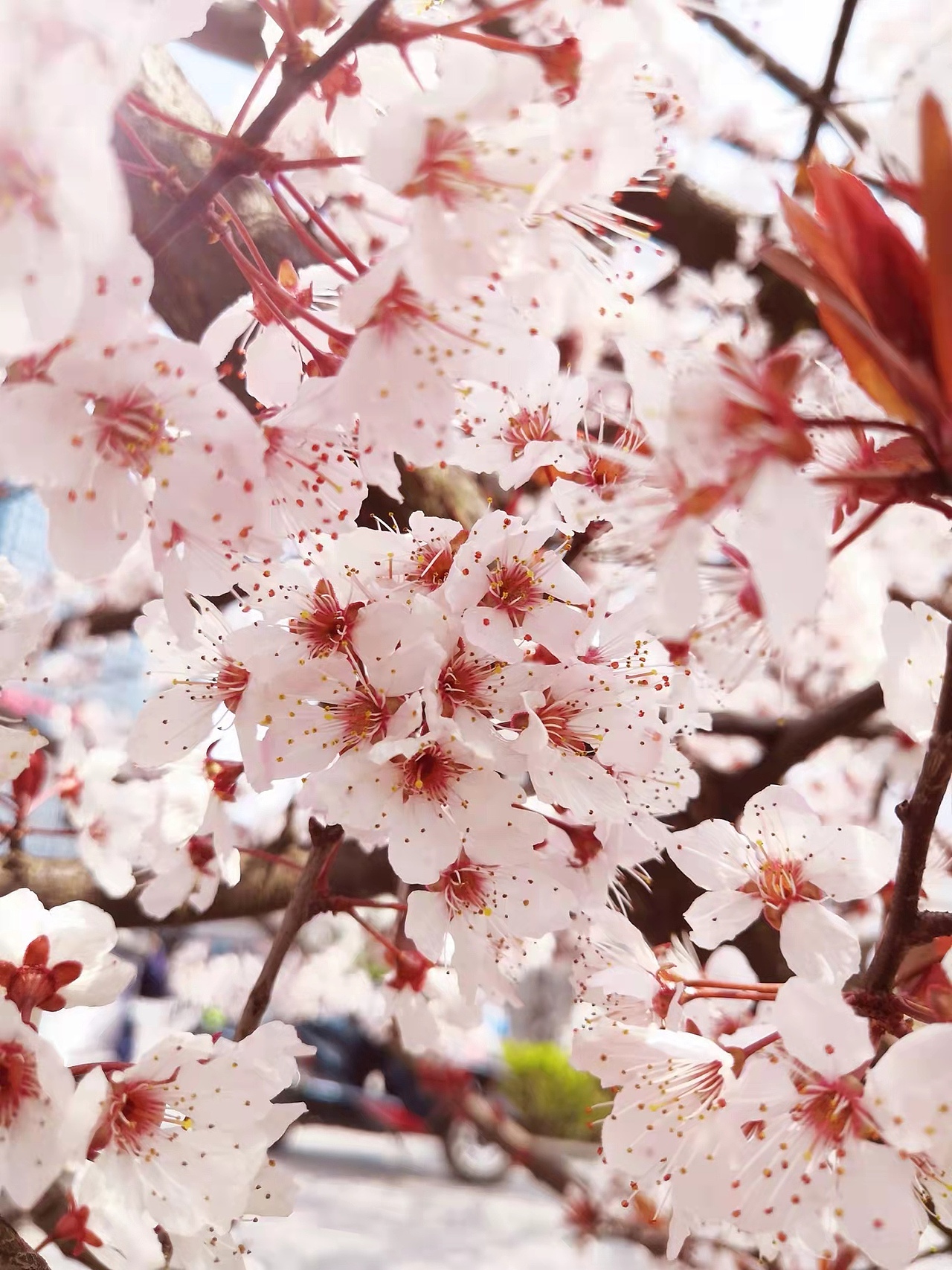 春日（图ZMjk0NjI3ODc2） - 风光摄影 - 站酷设计师lmt小青豆原创素材 - 站酷ZCOOL