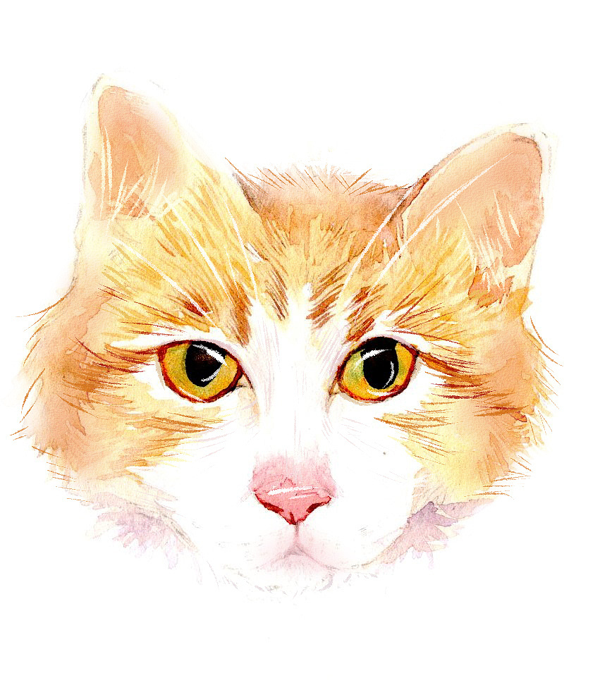 猫猫头合集（图ZMTg3NzQ4Njcy） - 艺术插画 - 站酷设计师deliadian原创素材 - 站酷ZCOOL