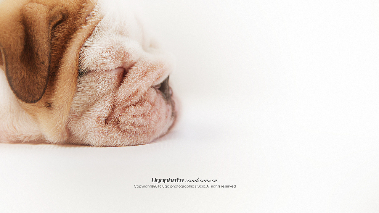 Clean【动物摄影师何某某个人作品12】