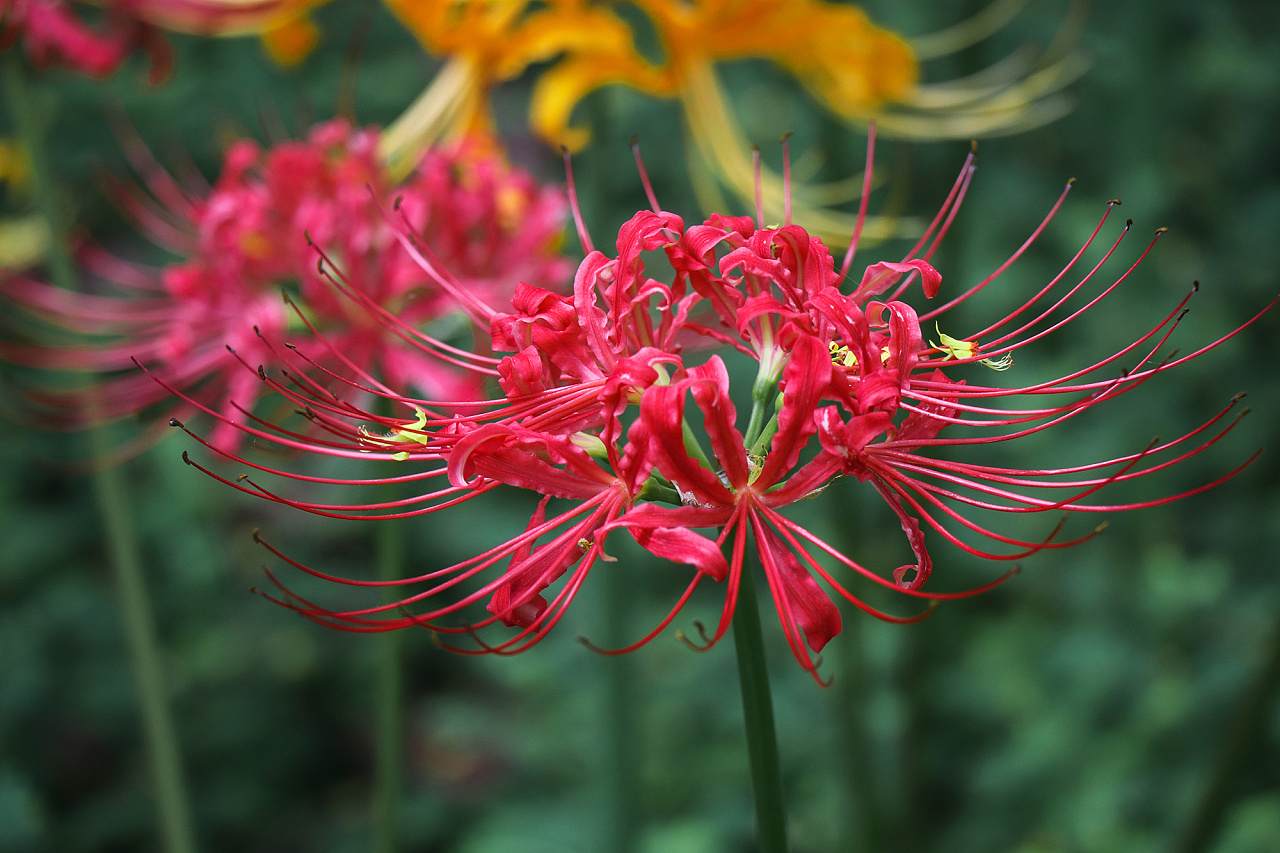 彼岸花 曼珠沙华 原创作品 站酷 Zcool