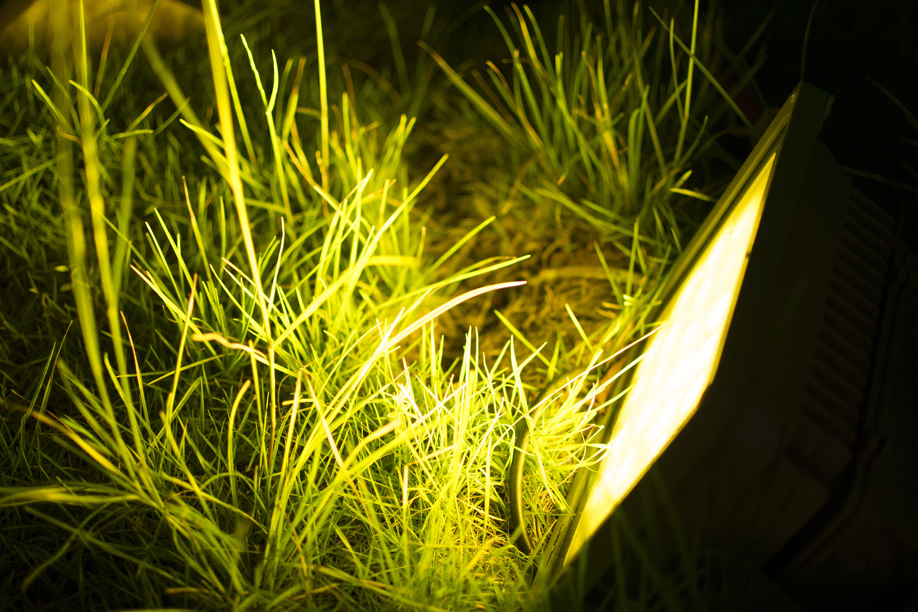 夜景 灯光 树叶 光斑