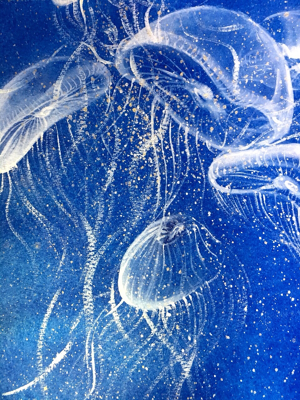 水彩画透明水母kissingheart