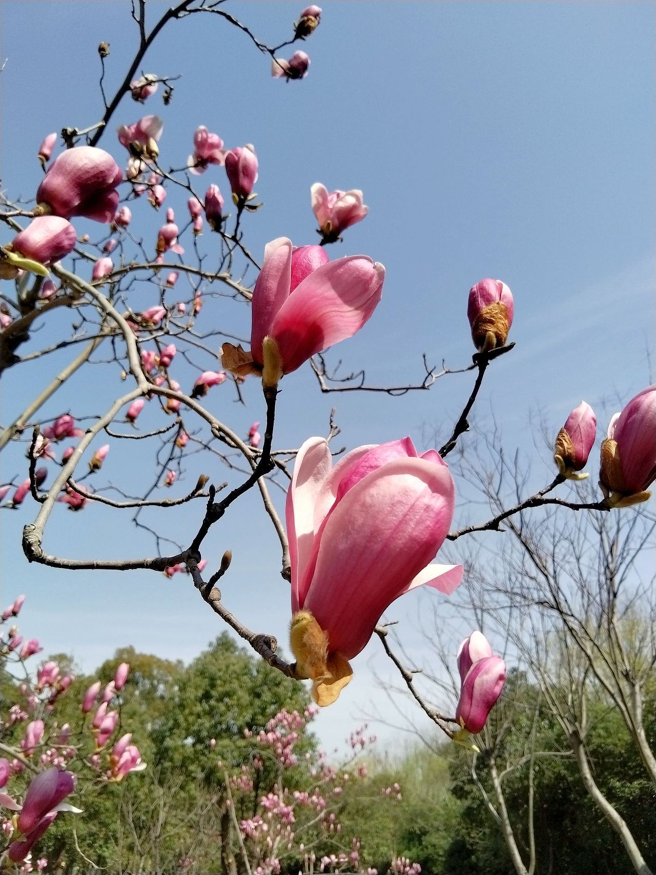 3月实拍！宝山.虎林园（图ZMzY0ODMzMzg0） - 风光摄影 - 站酷设计师东逛西摄原创素材 - 站酷ZCOOL