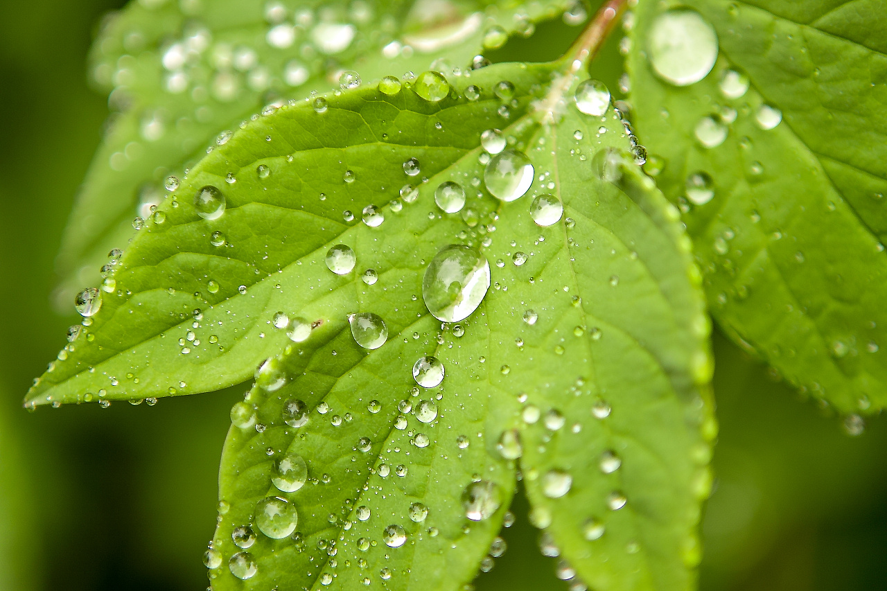 Free Images : nature, grass, drop, dew, rain, leaf, raindrop, wet ...
