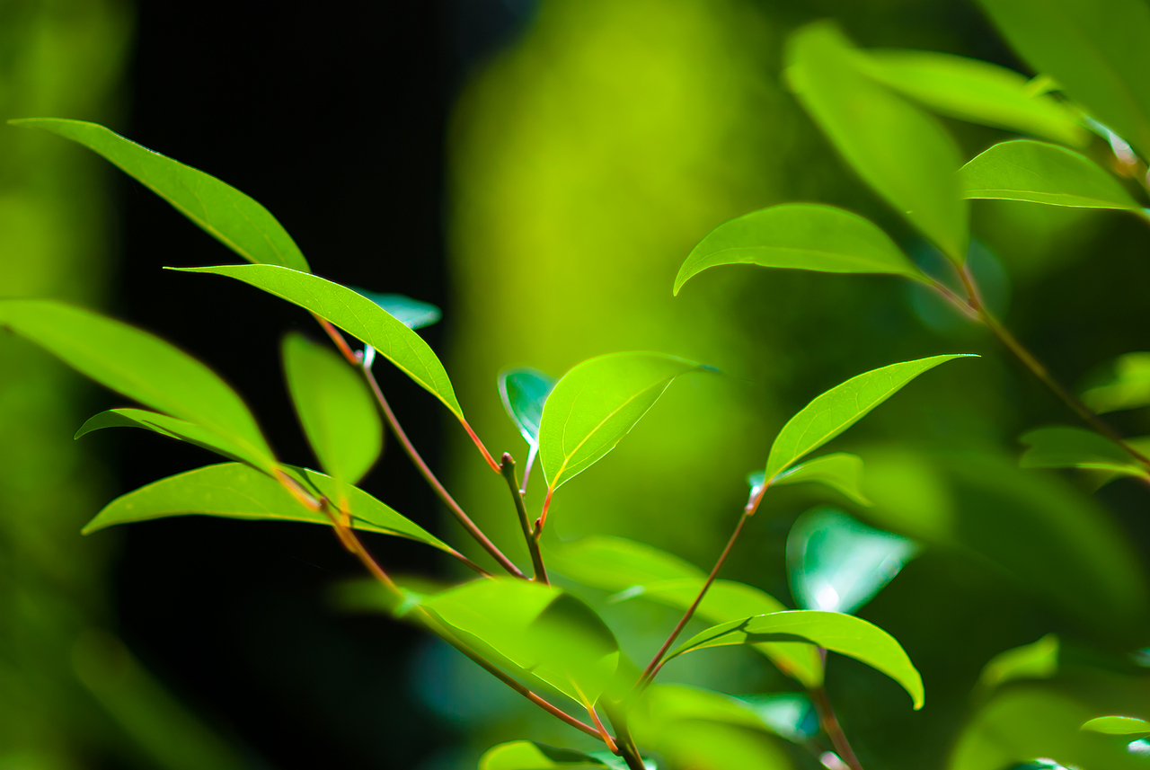 杂色，绿色、树叶、风景（图ZMzYxNzgxODg=） - 风光摄影 - 站酷设计师HK754202733原创素材 - 站酷ZCOOL