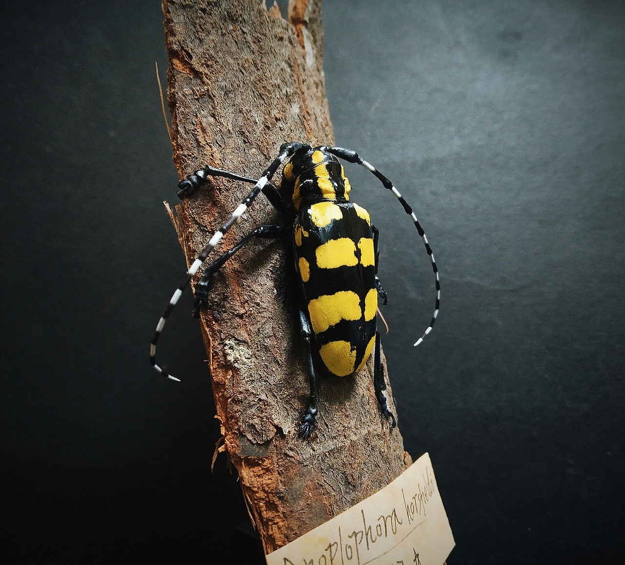 昆虫标本楝星天牛