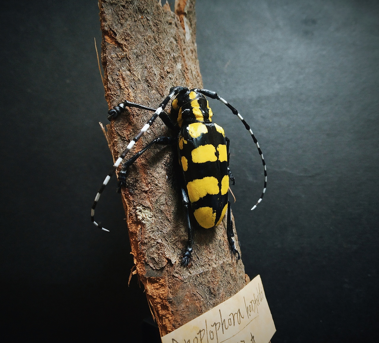 昆虫标本楝星天牛