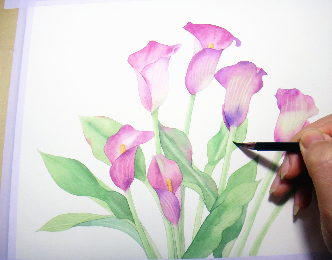 手绘水彩马蹄莲