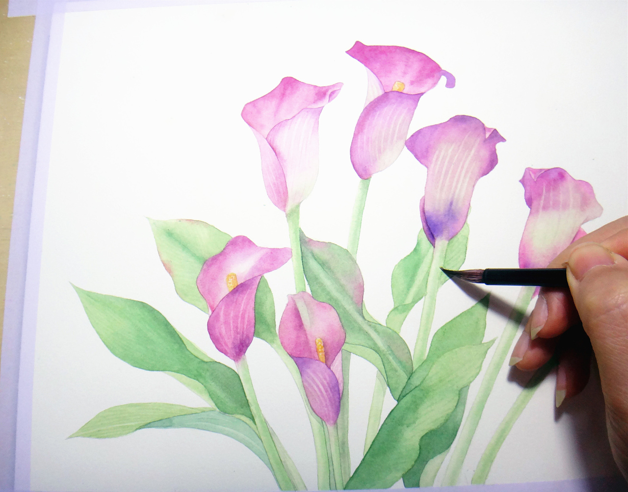 手绘水彩马蹄莲