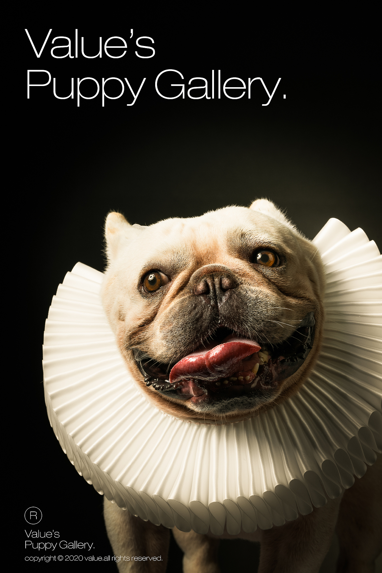 闯进狗狗美术馆！（W-wang！）（图ZMjEwNTU2NDQ0） - 宠物摄影 - 站酷设计师DPISSTUDIO原创素材 - 站酷ZCOOL