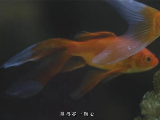 视频练习（个人主页-ZMjY4ODc1NjA=） - 宣传片 - 站酷设计师马上吃包子原创素材 - 站酷ZCOOL