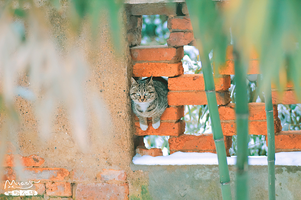 我和我的喵呜们（二）（图ZMTkzMzE4NDQ=） - 宠物摄影 - 站酷设计师喵呜不停原创素材 - 站酷ZCOOL
