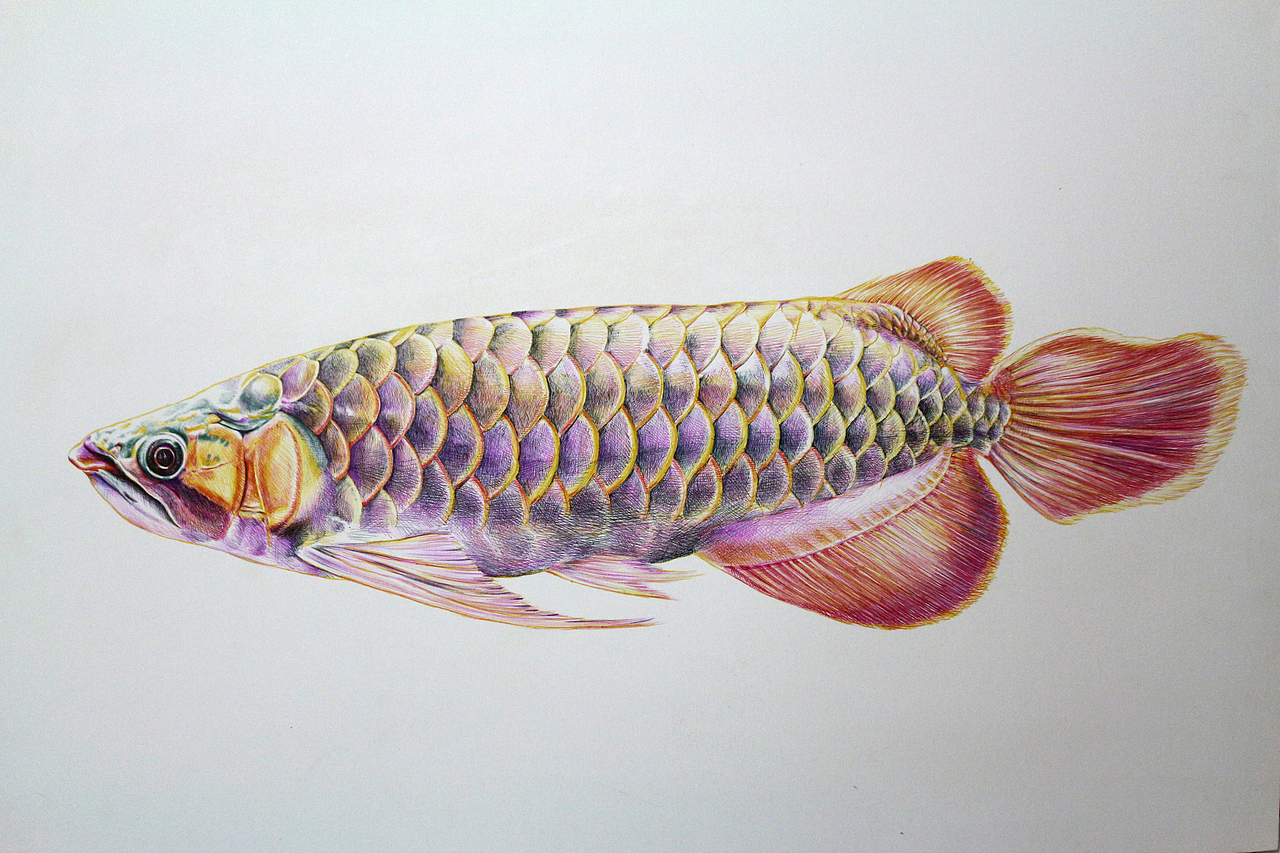 三年前画的金龙鱼