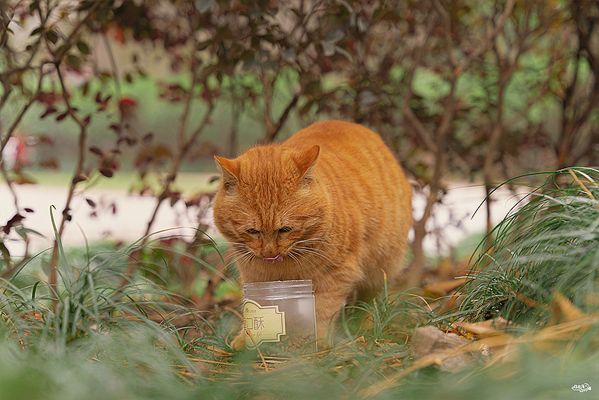 大橘为重大橘为重