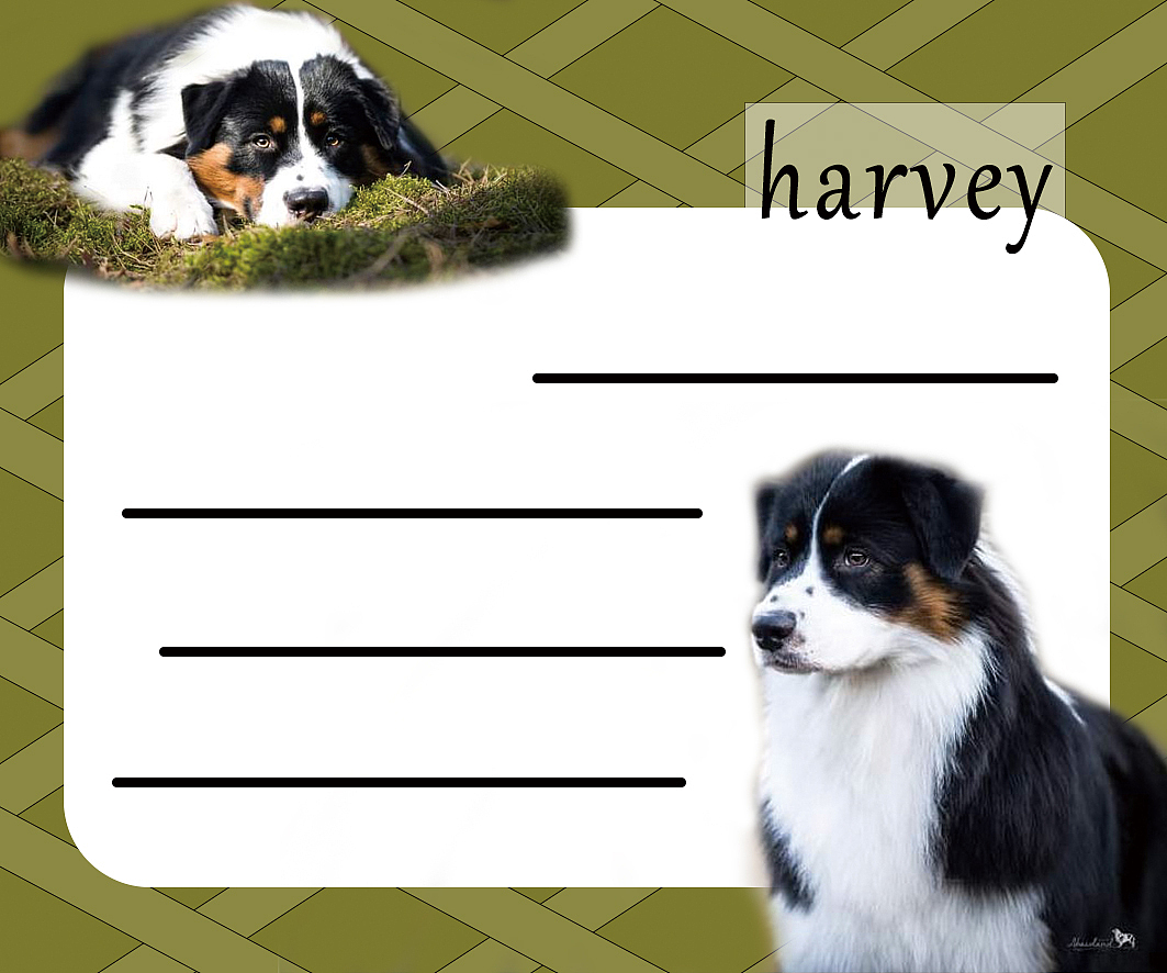 尝试——赛犬展示3