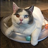 cj陈二狗的头像