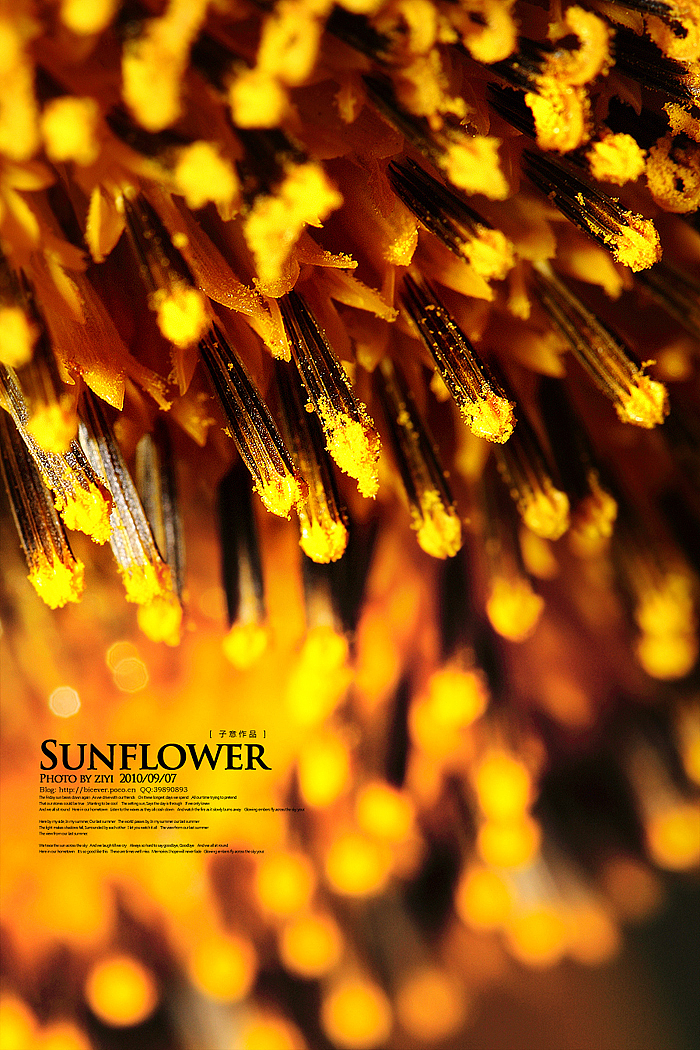 《向日葵的纹样》