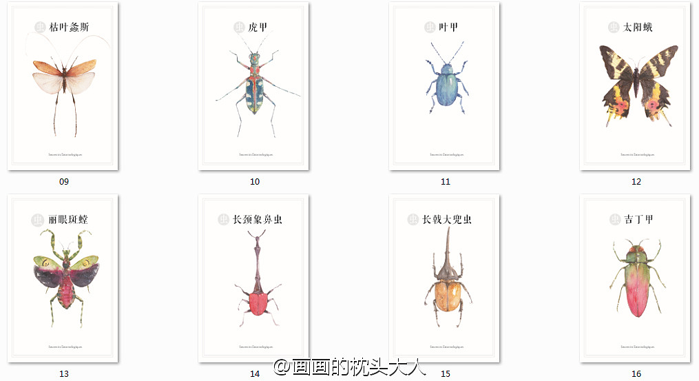 昆虫记（图ZNjI1MTA1NTI=） - 商业插画 - 站酷设计师枕头_zhentou原创素材 - 站酷ZCOOL