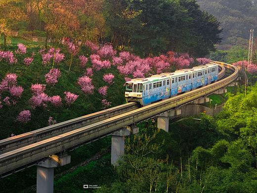 花儿来了·今年春天的的花儿们