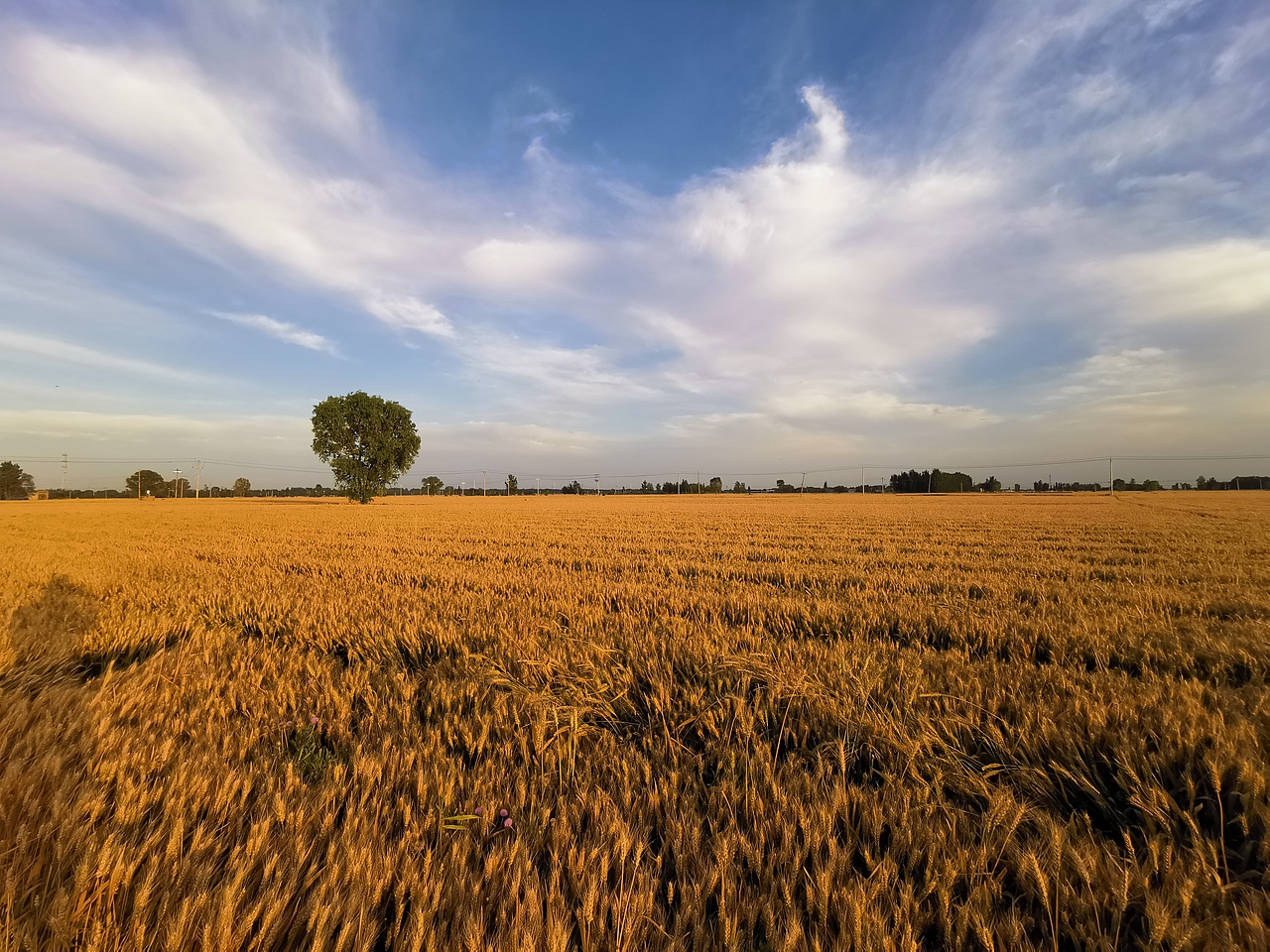 麦田守望者（图ZMjU4MDgxMzQ0） - 其他摄影 - 站酷设计师MJ0115原创素材 - 站酷ZCOOL