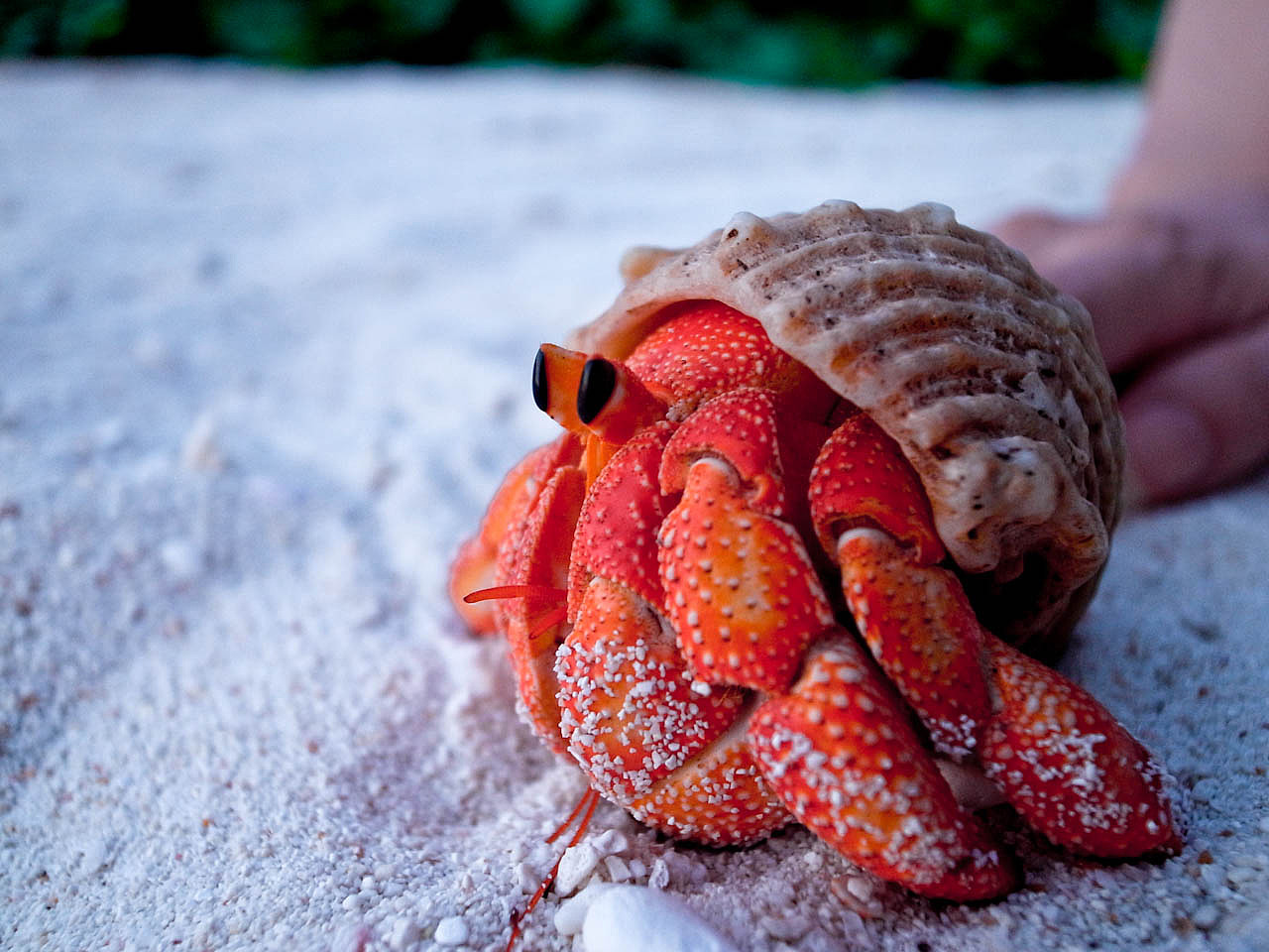 一只被煮熟了的巨型寄居蟹?