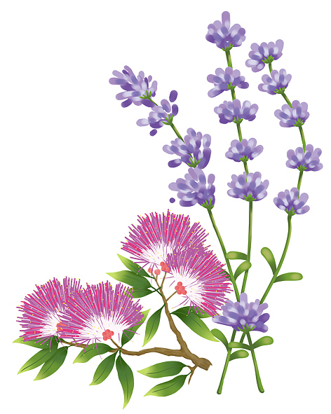 薰衣草合欢花