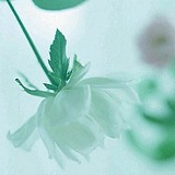 芒果芒果茶的头像