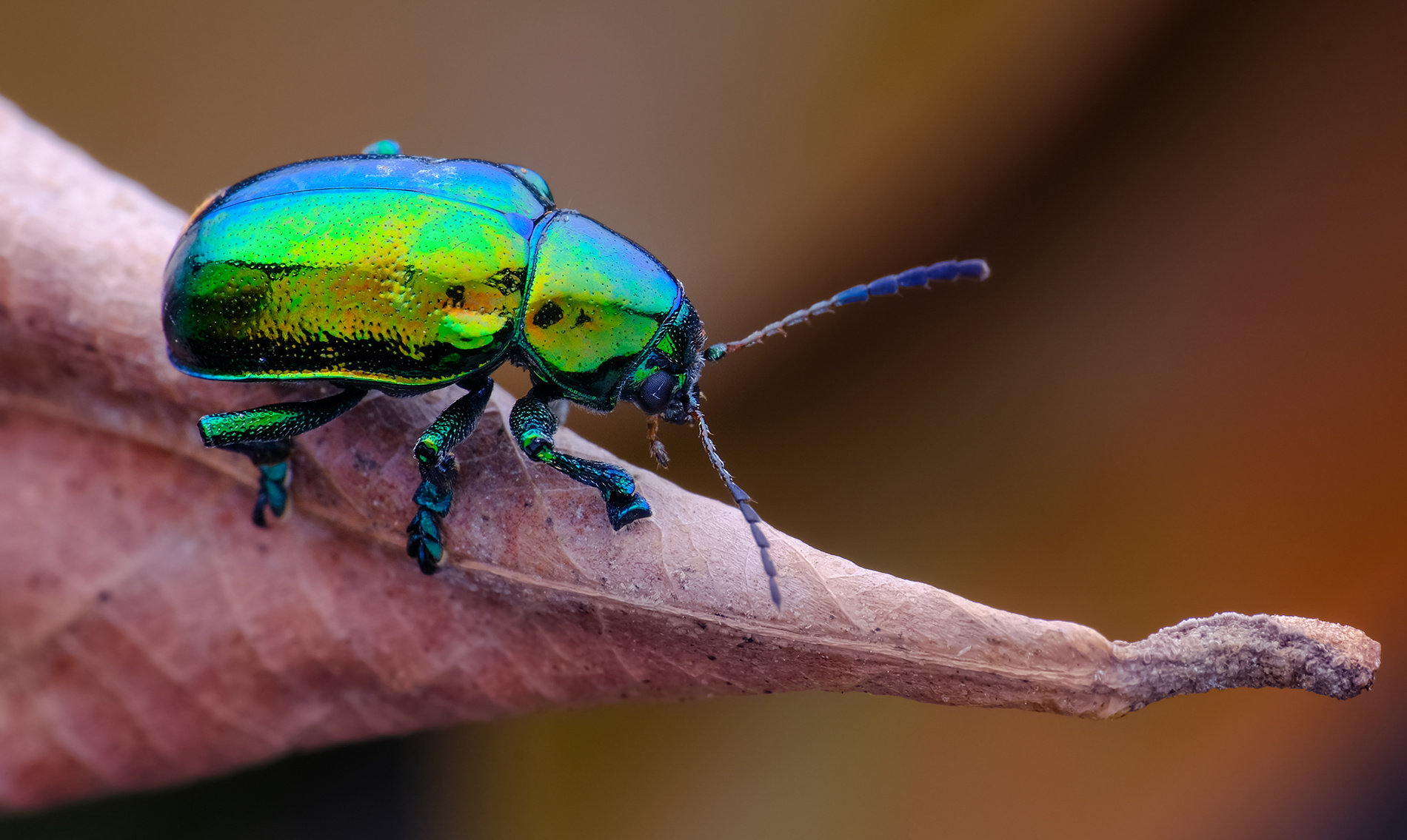微距摄影 : 一些小跳甲