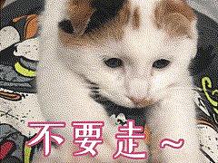 猫咪微信表情包
