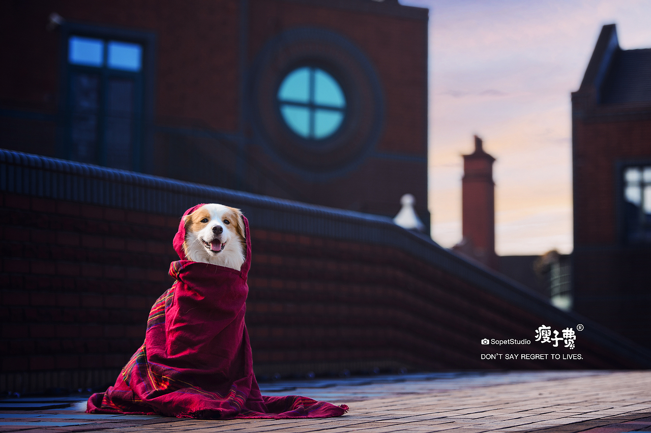 最佳组合（图ZMjc5OTQ0NDg0） - 宠物摄影 - 站酷设计师宠物摄影师瘦子费原创素材 - 站酷ZCOOL
