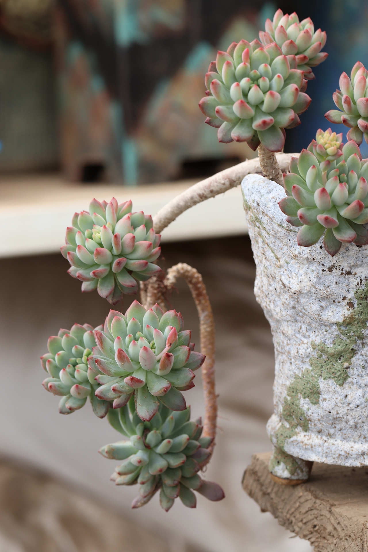 多肉（图ZMjU3MTM2MTE2） - 其他摄影 - 站酷设计师生活可爱原创素材 - 站酷ZCOOL