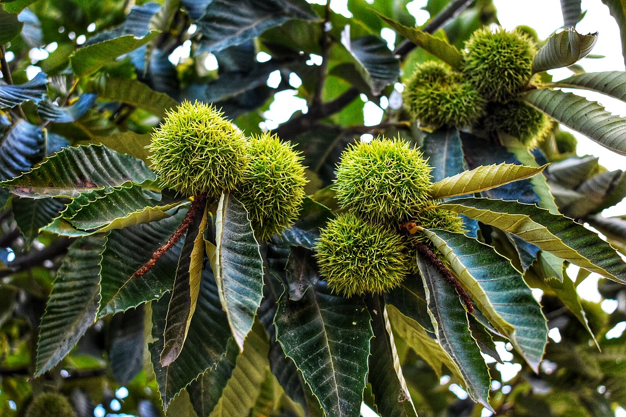 生活之美,板栗,向日葵,野果