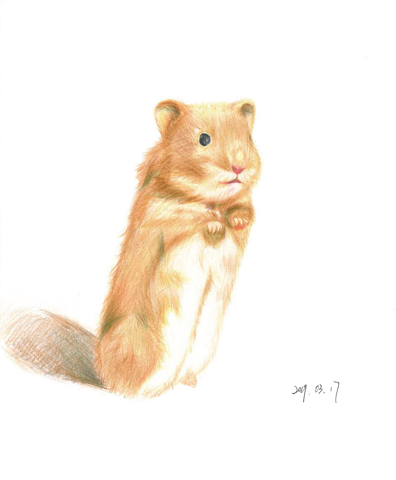 彩铅练习小合集(一)