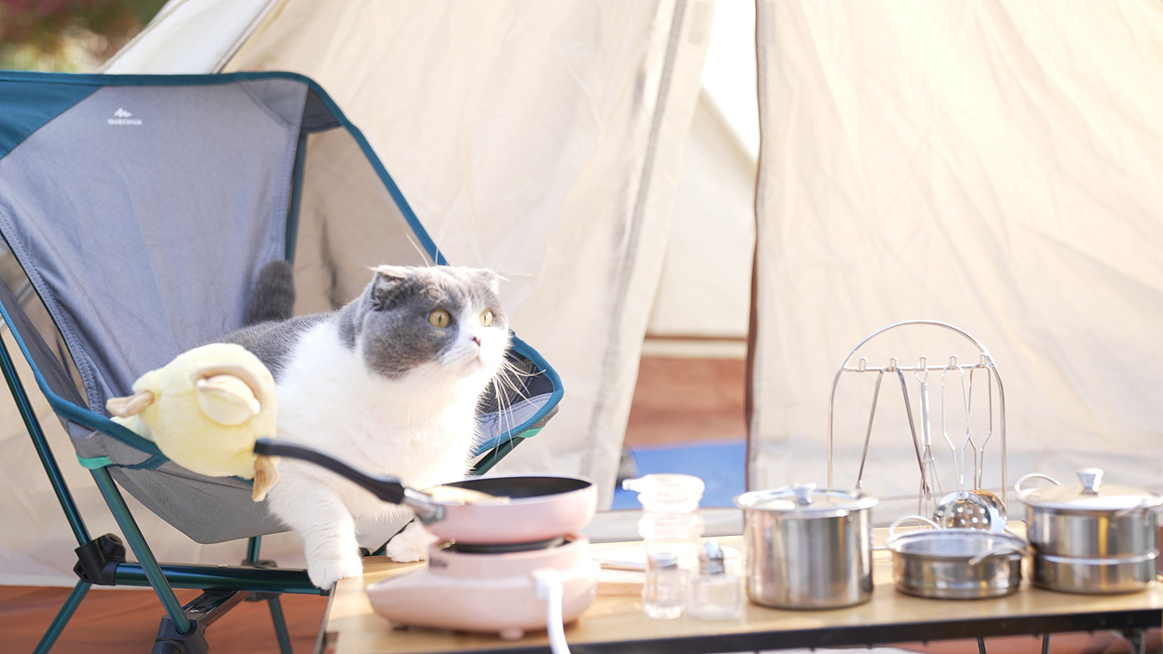 拍一拍自家的猫