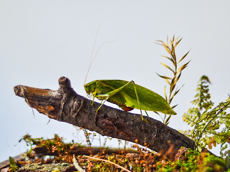 凸肛华绿树螽生态标本