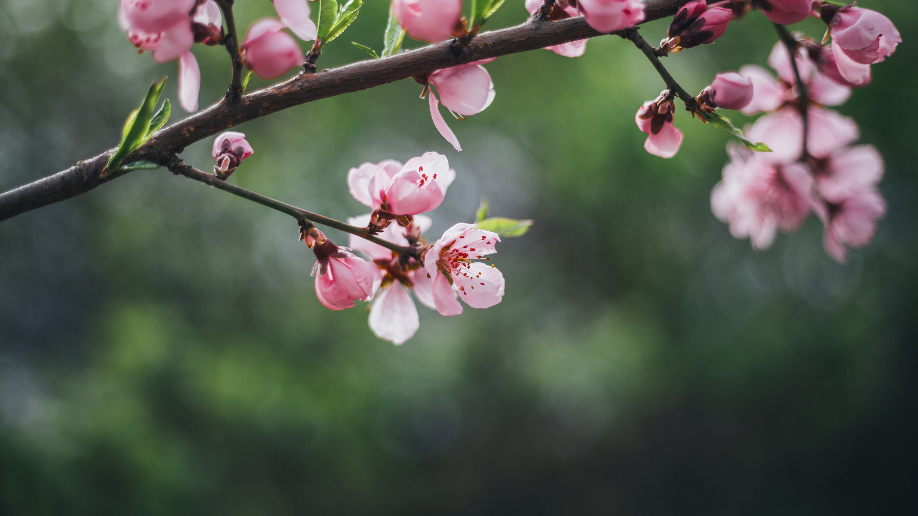 踏青采春摘桃花|摄影|风光摄影|红泥小火 - 原创作品 - 站酷 (zcool)