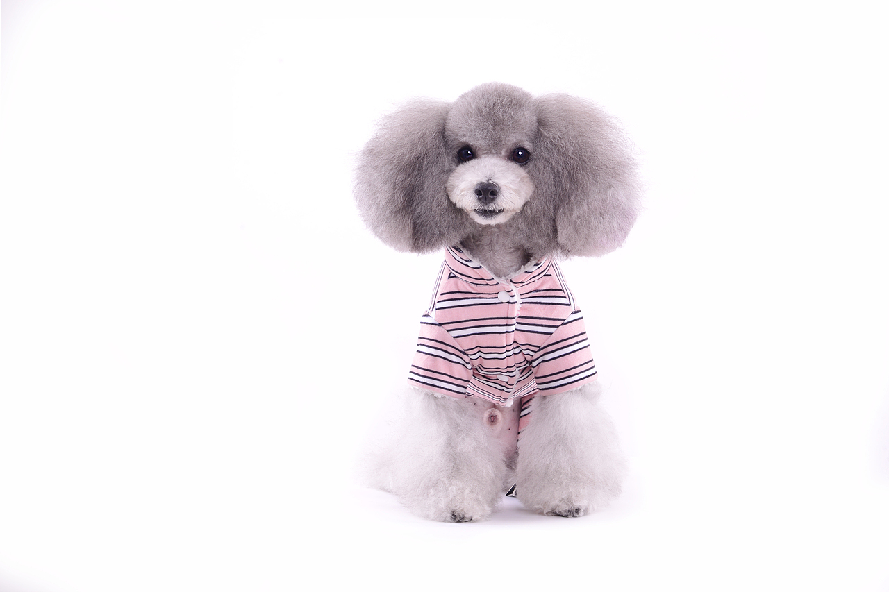 深圳宠物摄影-宠物服装拍摄