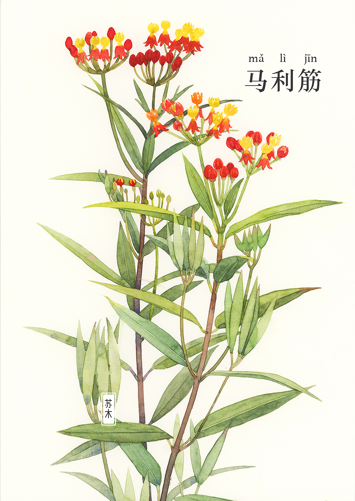 花·图鉴 「一」（图ZMzA4MzE4MzQ0） - 商业插画 - 站酷设计师苏木_Summer原创素材 - 站酷ZCOOL