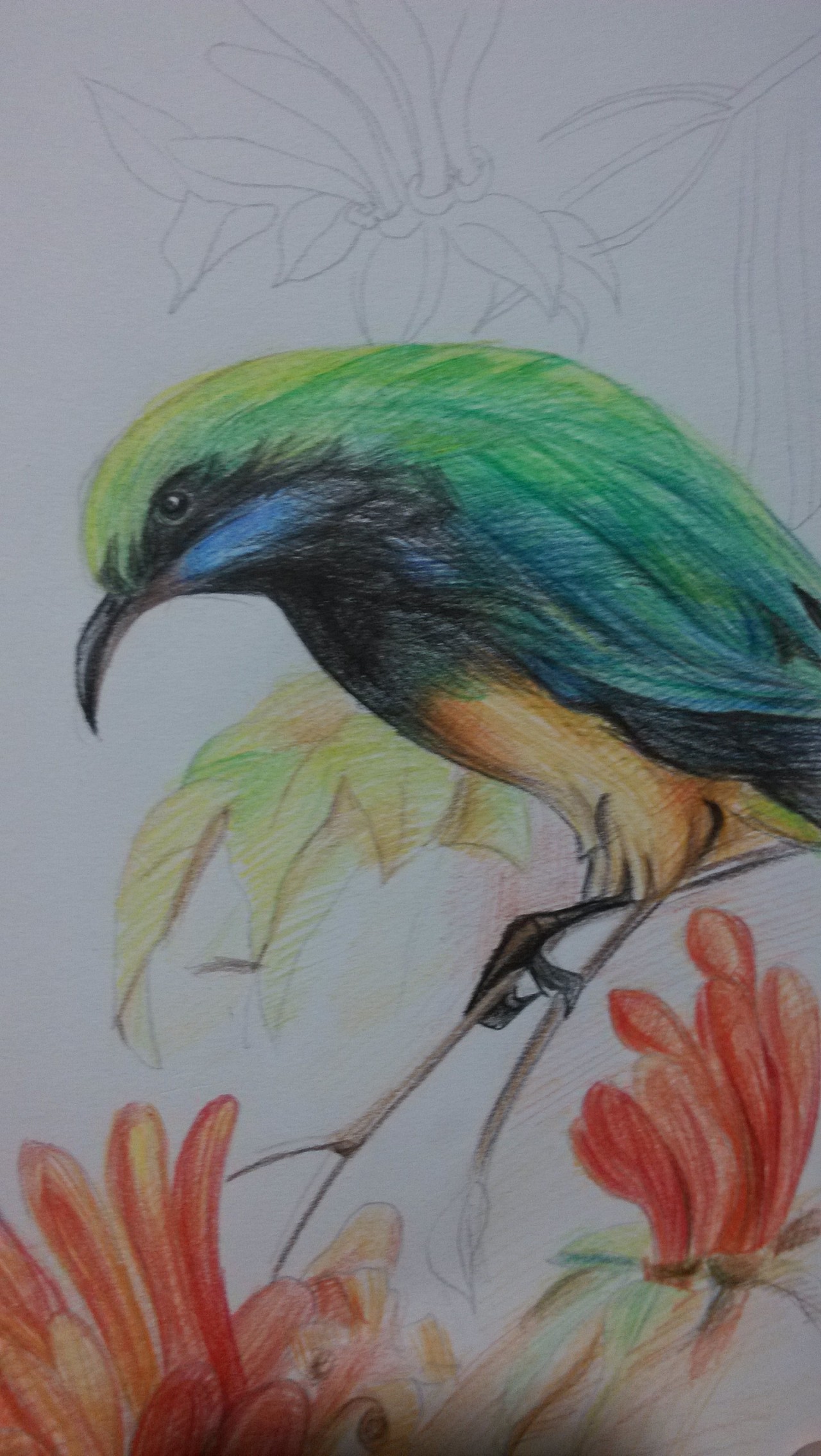 彩铅绘画 一只画40小时的鸟是什么效果（内附彩铅入门指引） - 知乎