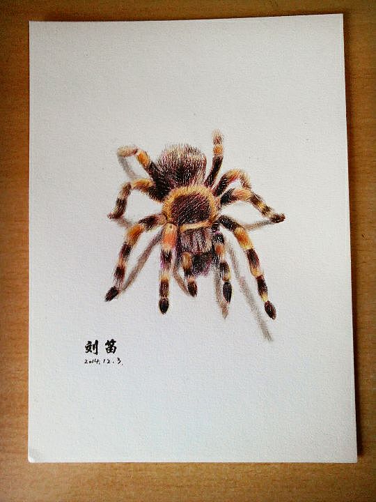 彩铅立体小蜘蛛~胆小勿入!|纯艺术|绘画|o嘎嘣豆o_原创作品-站酷zcool