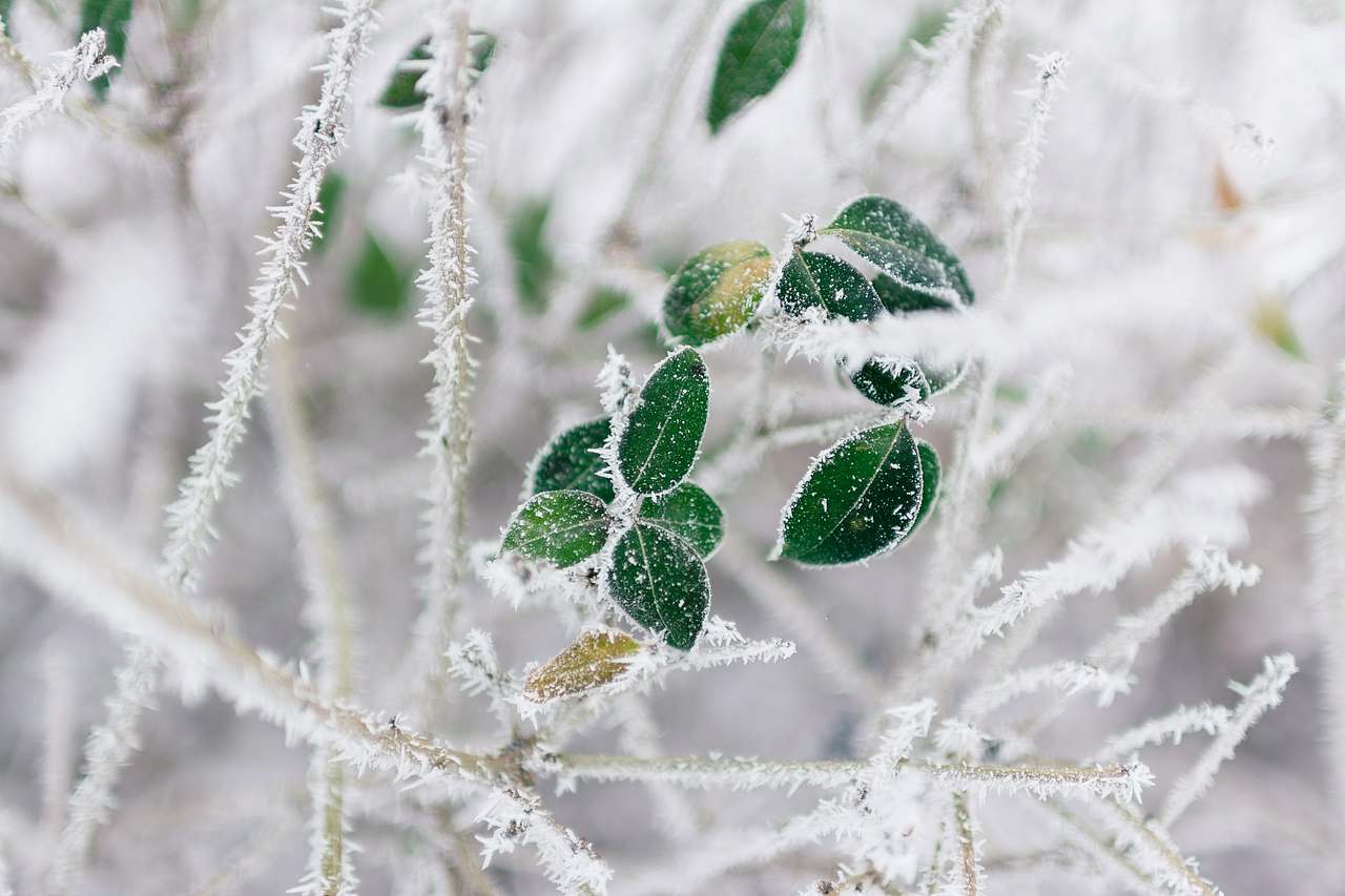 冬季·雪景