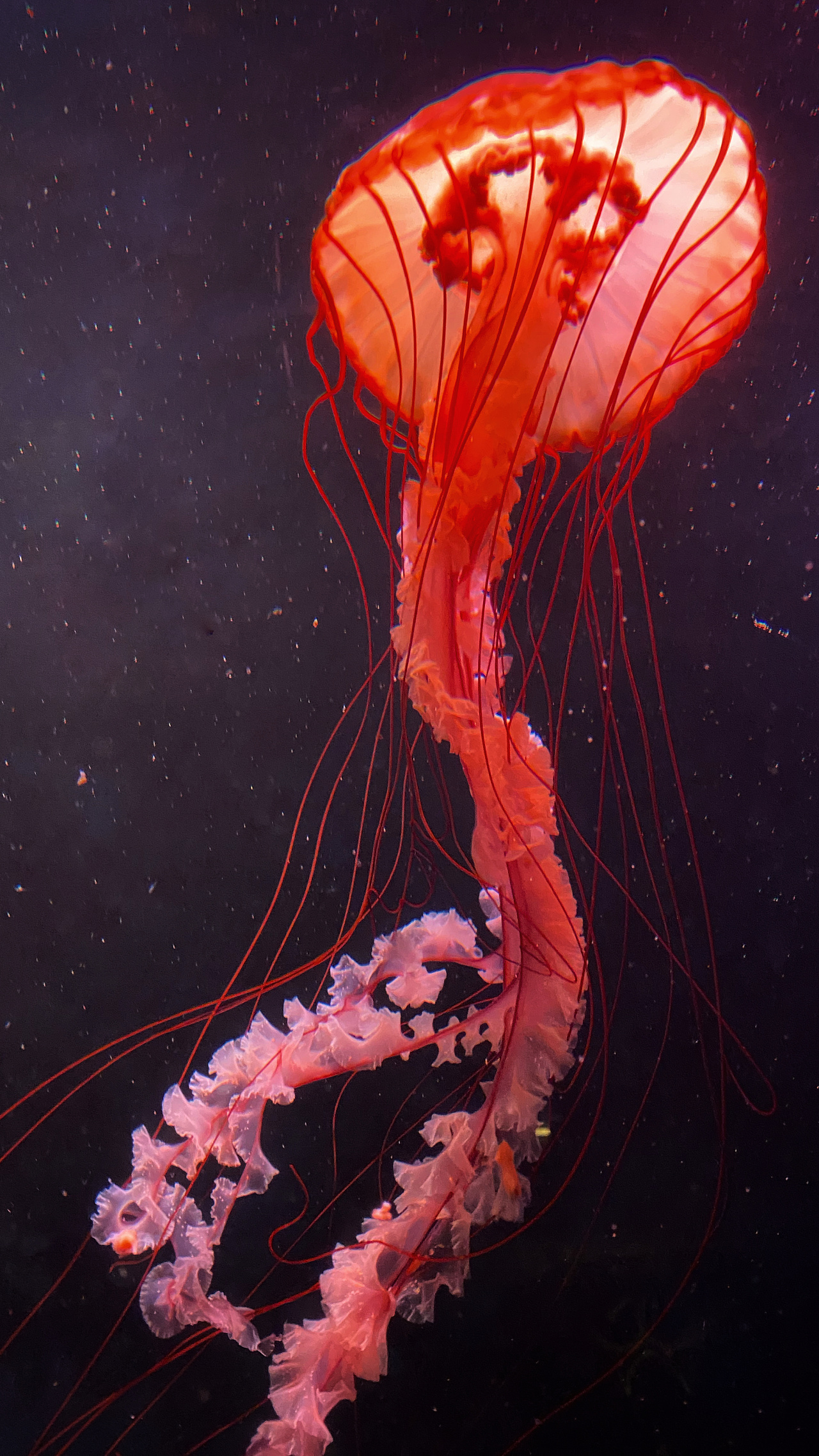 红水母-最美的衣裳莫过于你身上的红裙