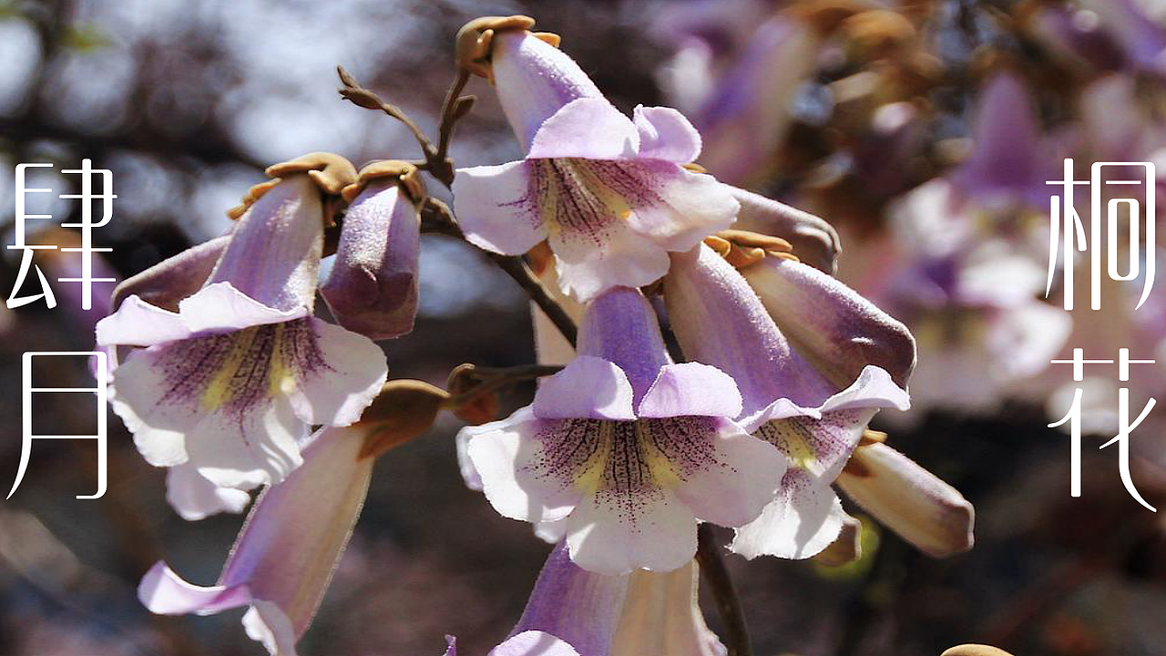 美妆节气主题摄影 I 花西子 x TPstudio摄影