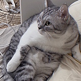 阿肥猫摄影的头像