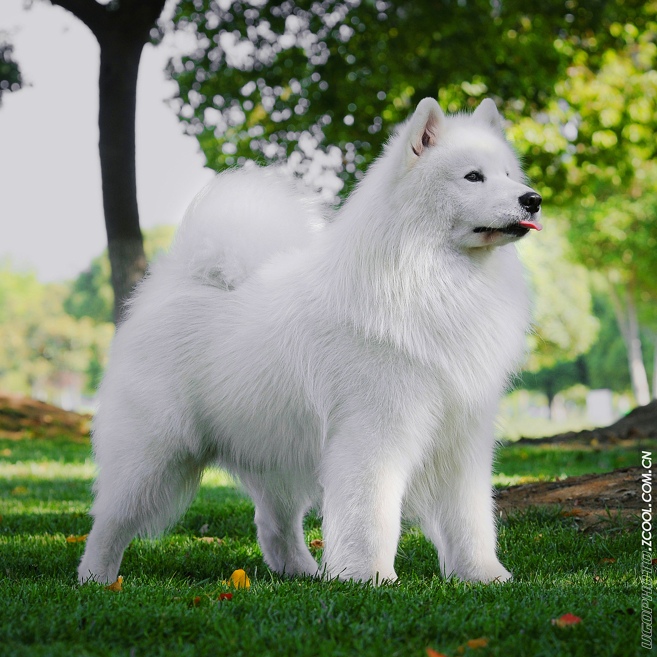 real smile笑的渐进式【动物摄影师何某某个人作品25】