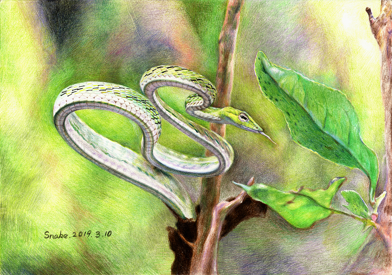 [独立原创彩铅画 · 摄影 | 手绘] 绿瘦蛇