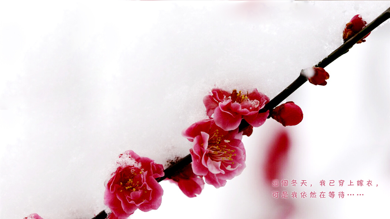 四季的思念{14寸电脑桌面}