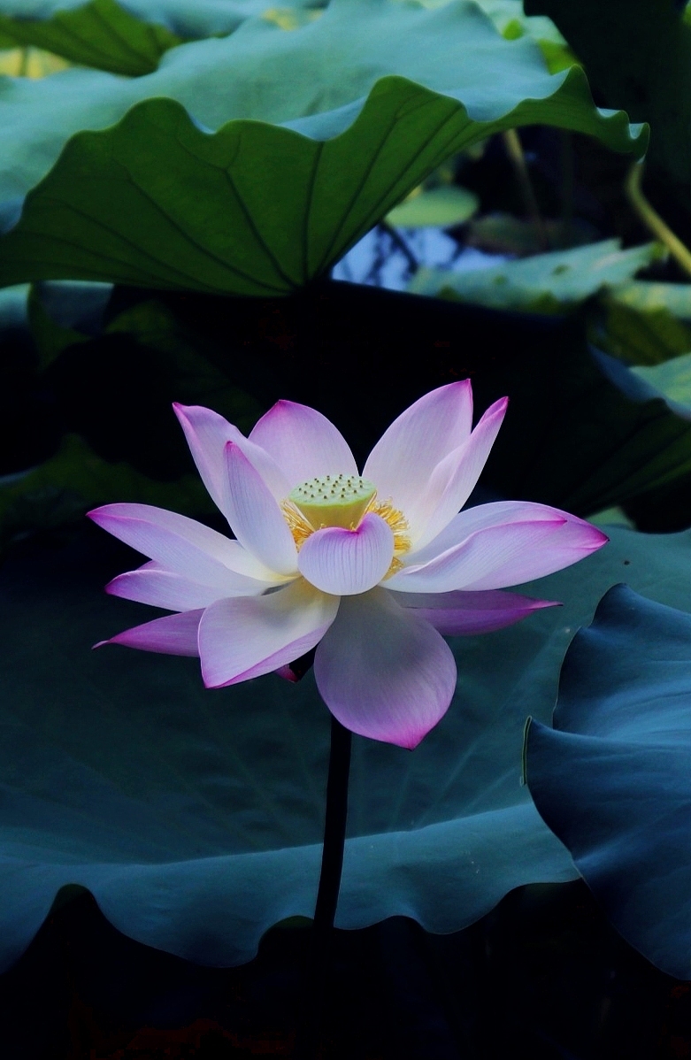 荷花拍摄（图ZMjUxNjI2NTI0） - 风光摄影 - 站酷设计师D邓婕原创素材 - 站酷ZCOOL