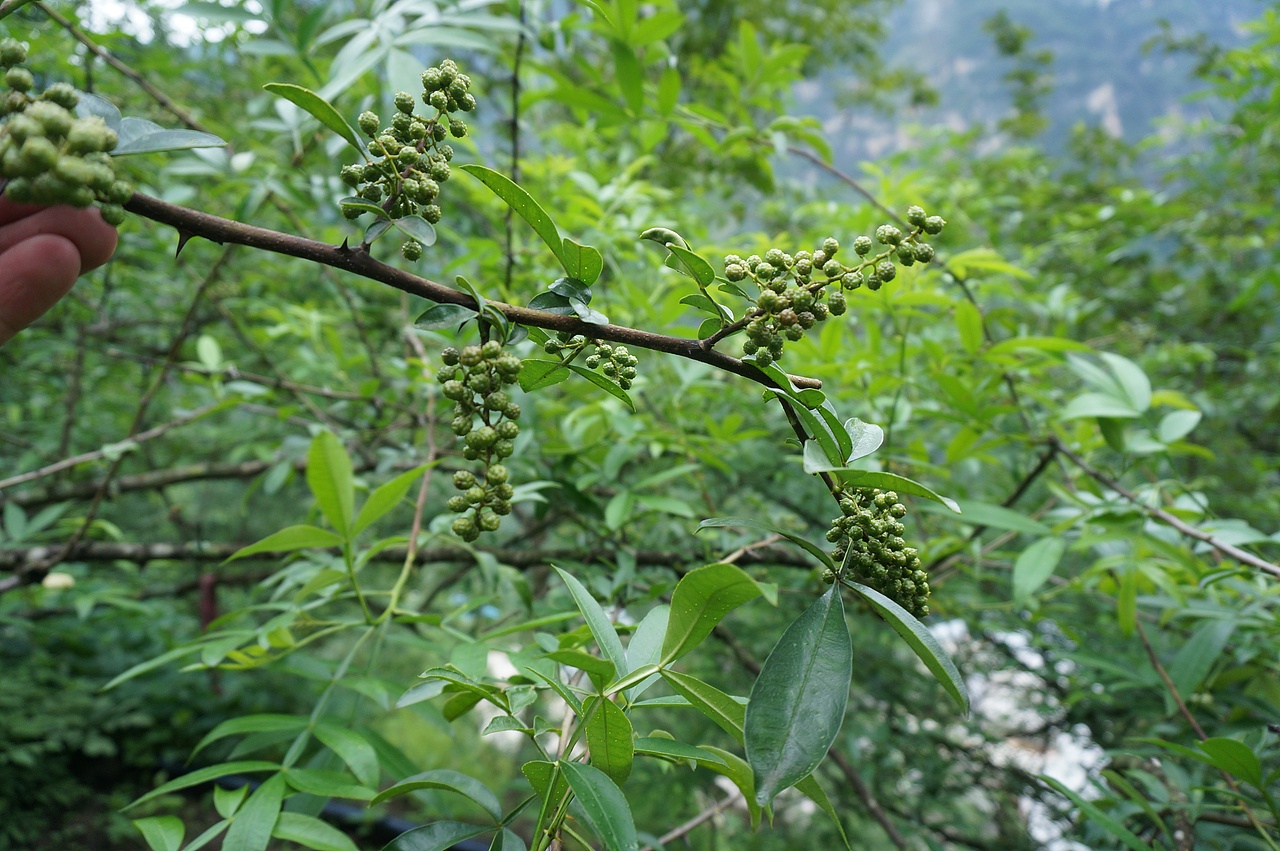 云南满泽花椒 昭通炎山麻椒 青椒